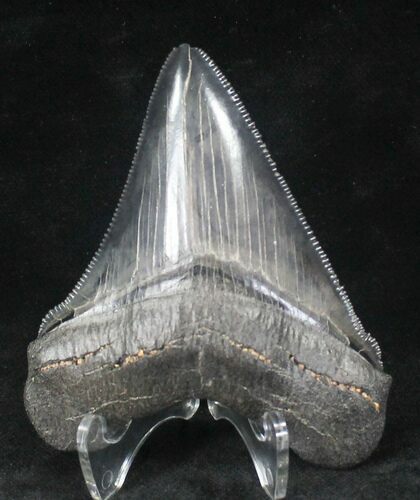 Sharply Serrated Megalodon Tooth - South Carolina #20461
